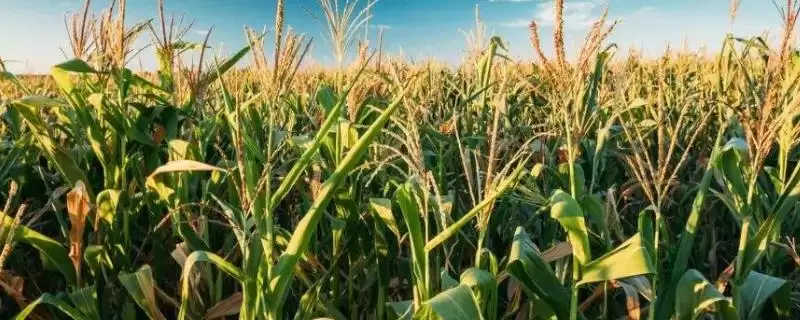 宏育 416 玉米种子简介 ，选中等以上肥力地种它合适吗-会东网