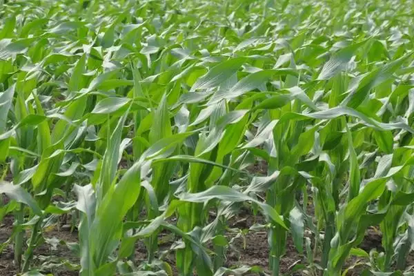 吉翔 866 玉米种子简介 ，吉翔 866 玉米作为早熟品种优势在哪？插图1