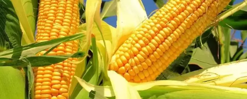 金穗 618 玉米种子特征特性 ，金穗 618 玉米为啥 4 月下旬至 5 月上旬播种？-会东网