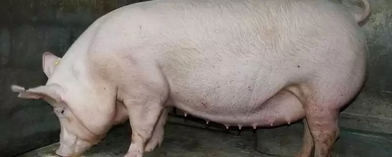 后备母猪配种口诀 ,母猪发呆配种受胎是真的吗插图 后备母猪配种口诀 ,母猪发呆配种受胎是真的吗插图