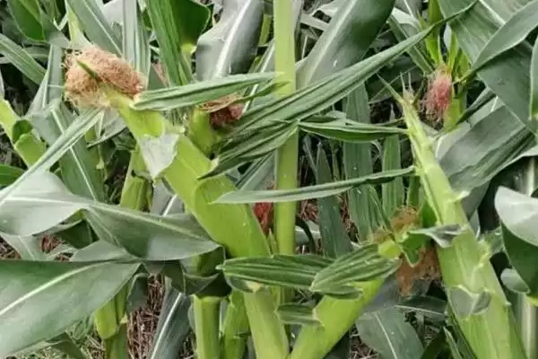 菏玉 189 玉米品种简介 ，5000 株  亩密度种植有啥优势插图1