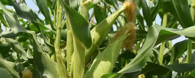 桓丰 102 玉米种子介绍 ，夏播生育期 105 天表现好吗-会东网