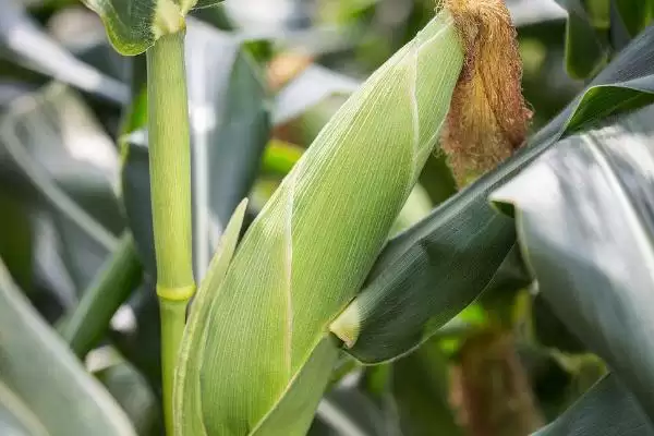 金茂甜 6 号玉米品种的特性 ，金茂甜 6 号玉米每亩定植 3200 – 3500 株，合理吗？插图3