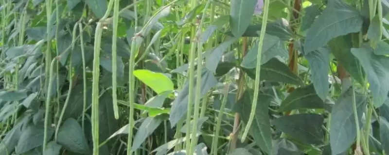 豇豆定植后如何管理 ，豇豆定植后浇稳苗水有啥作用？-会东网