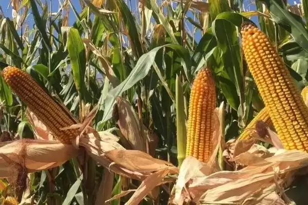 农科玉368玉米种亮相，早熟半紧凑甜糯型玉米受青睐插图3