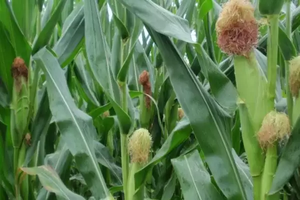 禾育 177 玉米种子特征特性 ，晚熟的禾育 177 有啥特点插图1