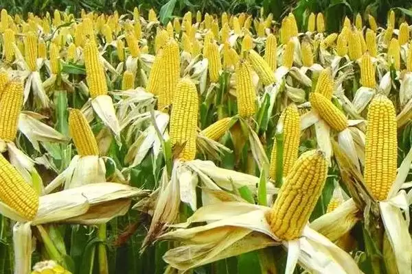 华龙 21 玉米种子简介 ，5500 株  亩密度种植可行吗插图2