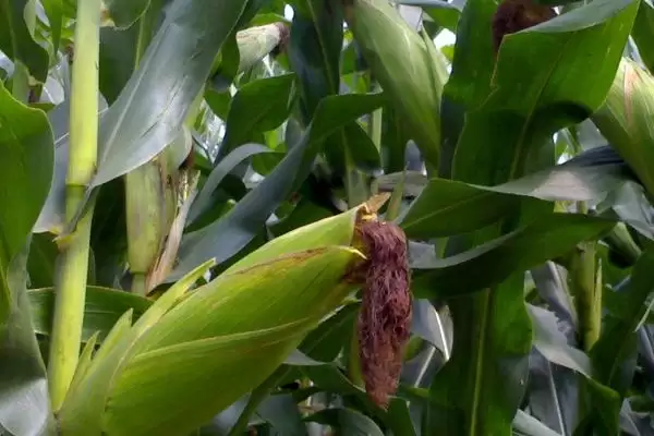 航科 787 玉米种子特征特性 ,咋防航科 787 瘤黑粉病插图3 航科 787 玉米种子特征特性 ,咋防航科 787 瘤黑粉病插图3