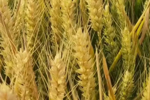 金钻 9 号小麦的产量 ，金钻 9 号小麦亩产 565.7 千克，表现好吗？插图1