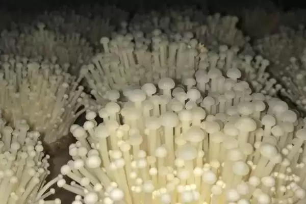 金针菇出菇期的水分管理技术 ，金针菇出菇期开袋搔菌有啥作用？插图3