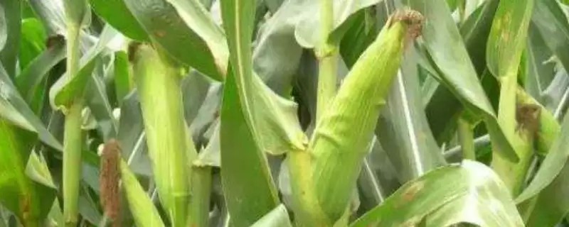 宏兴 7088 玉米品种的特性 ，中抗大斑病的它产量好吗-会东网