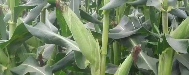 粒禾玉198玉米种子登场，播种前犁耙好地要点解读-会东网