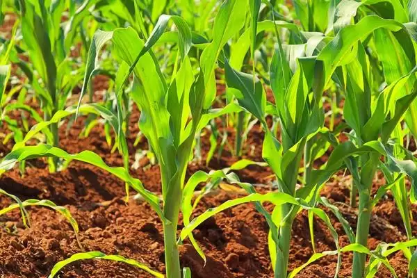 乐农95玉米种子上线,中等以上肥力地块种植要点解读插图2 乐农95玉米种子上线,中等以上肥力地块种植要点解读插图2