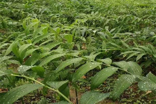 黄精的繁殖技术 ，用这技术繁殖黄精能成功吗插图1