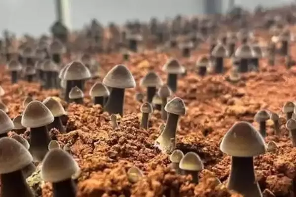 鸡枞菌的种植方法 ，用这方法种鸡枞菌能高产吗插图2