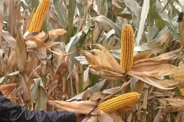 吉品 6 号玉米种子特征特性 ，吉品 6 号玉米高抗茎腐病，有啥好处？插图3