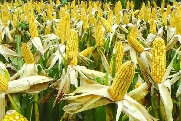 禾田 5 号玉米种的特征特性 ，夏播 107 天的它效益如何插图2