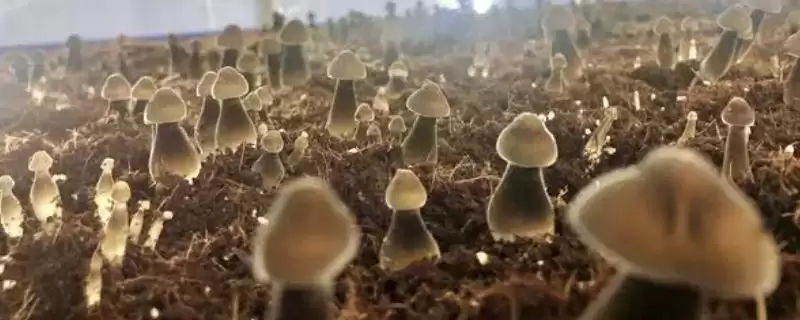 鸡枞菌的种植方法 ,用这方法种鸡枞菌能高产吗-会东网