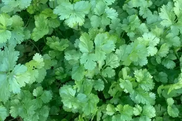 农村食用菌种植效益揭秘，香菇等品种成热门选择插图8