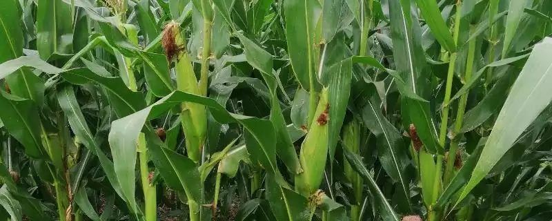 和甜 1 号玉米品种简介 ，中抗小斑病的和甜 1 号产量高吗-会东网