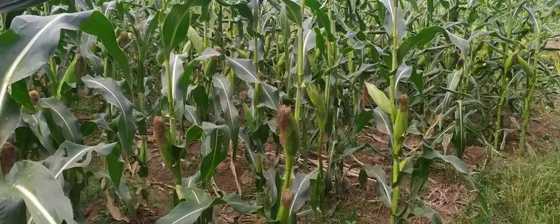 金世 666 玉米种子简介 ,金世 666 玉米中抗灰斑病,种植风险大吗?-会东网