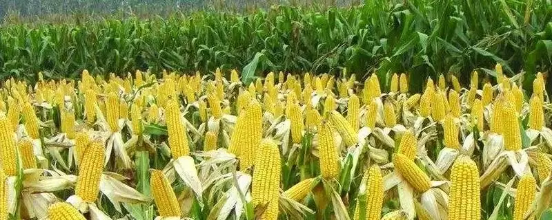 禾壮 88 玉米品种简介 ，中抗穗腐病的禾壮 88 产量咋样-会东网