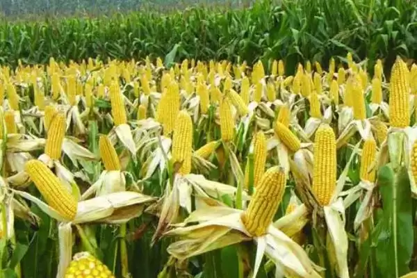 洪雨 9 号玉米品种的特性 ，中抗禾谷镰孢穗腐病表现如何插图3