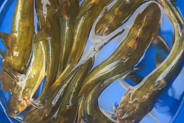 黄颡鱼的饲料配方以及如何投喂 ，这样喂黄颡鱼营养够吗插图4