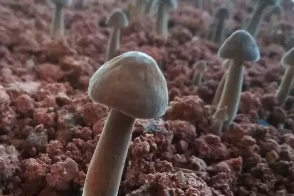 鸡枞菌的种植方法 ，用这方法种鸡枞菌能高产吗插图3