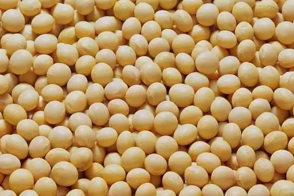 桂夏 1702 大豆种子特征特性 ，桂夏 1702 大豆生育期适中，适合哪片地？插图2
