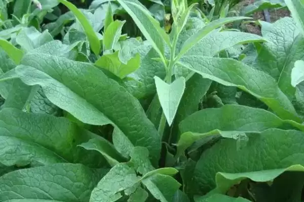 牧草饲料贮藏方法揭秘，搭建平台贮藏要点解读插图2