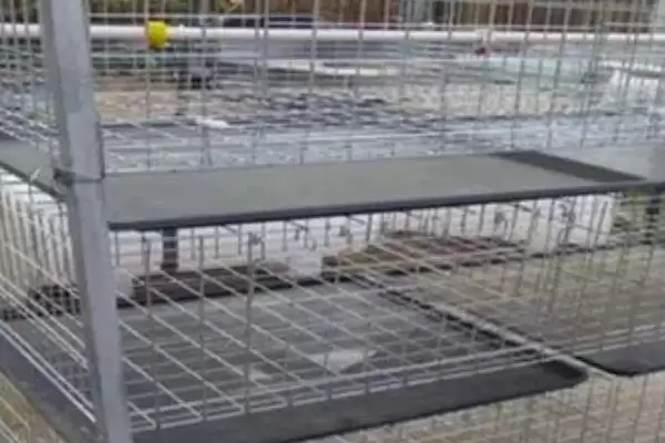 鸡笼如何搭建 ，根据鸡数量确定大小真的合理吗插图3