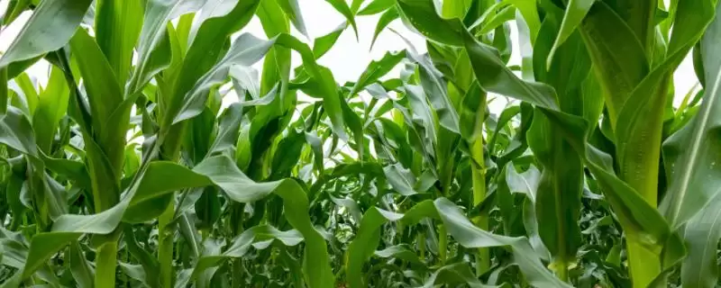 吉单 535 玉米种子介绍 ,吉单 535 玉米有哪些关键种植点插图 吉单 535 玉米种子介绍 ,吉单 535 玉米有哪些关键种植点插图