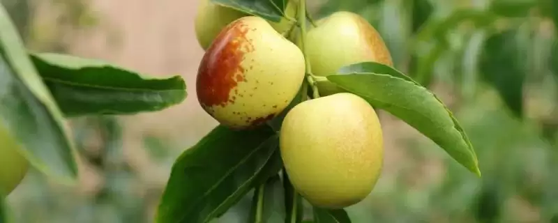 河北海兴县的特产 ，鱼子鱼粉等特产有啥特色-会东网