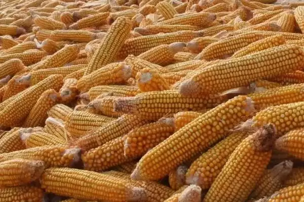 金田 9 号玉米品种的特性 ,金田 9 号玉米中抗大斑病,有啥好处?插图2 金田 9 号玉米品种的特性 ,金田 9 号玉米中抗大斑病,有啥好处?插图2