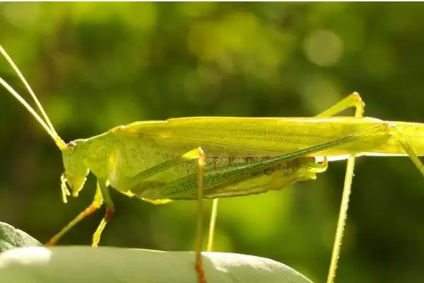 蝗虫是害虫还是益虫 ，蝗虫到底为啥是农业害虫插图3