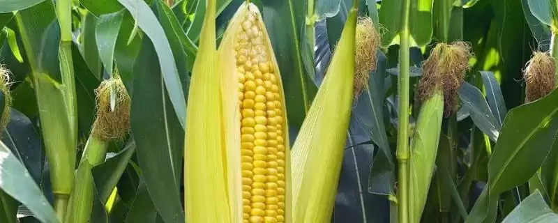 恒宇 66 玉米种子特征特性 ，4 月下旬至 5 月上旬播种为啥合适-会东网