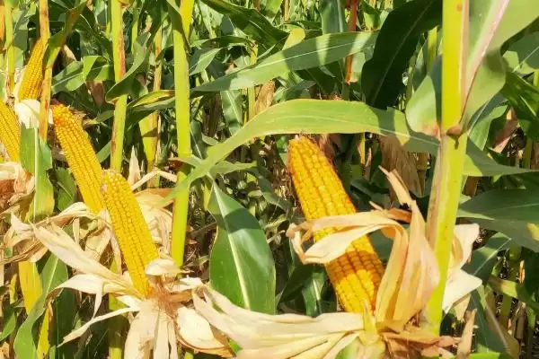 绿糯1号玉米种子特点解析,中抗小斑病优势受瞩目插图2 绿糯1号玉米种子特点解析,中抗小斑病优势受瞩目插图2