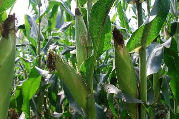 航研 8077 玉米种子特征特性 ，4500 株  亩种植密度有啥优势插图2