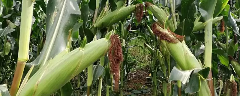 豪玉 126 玉米品种简介 ，夏播 100 - 101 天表现如何-会东网