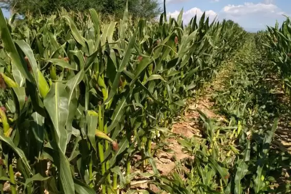 禾白 919 玉米种子特征特性 ，5 月中旬前夏播为啥合适插图2
