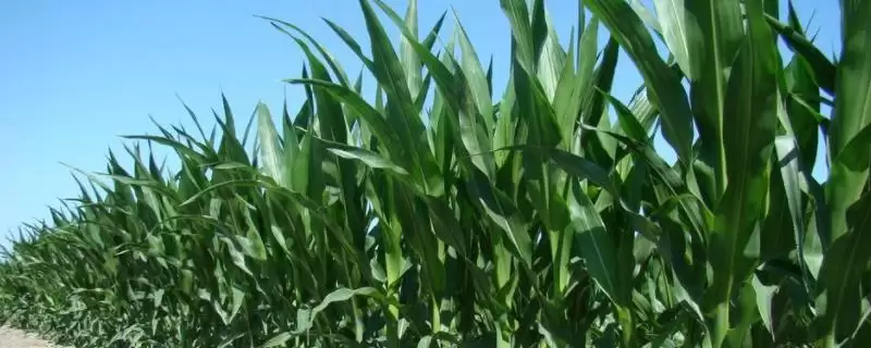 久龙16玉米种子特性揭秘，注意播种质量要点解读-会东网