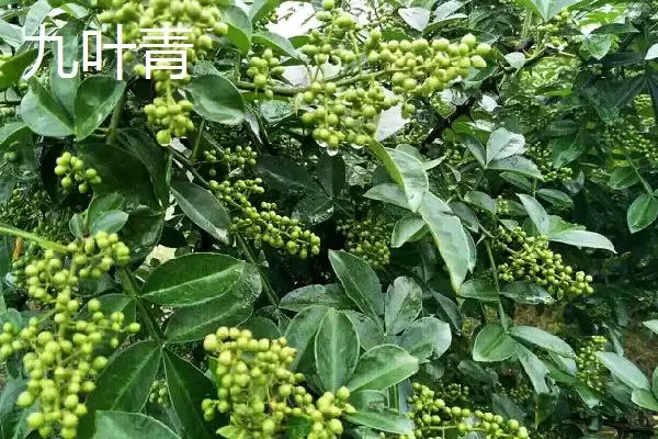 花椒的市场价格 ，各地区花椒售价为啥有差异插图6