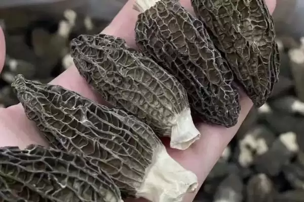 农村食用菌种植效益揭秘，香菇等品种成热门选择插图6
