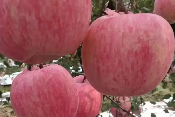 湖北农村种什么比较赚钱 ，秋葵种植收益为啥可观插图7