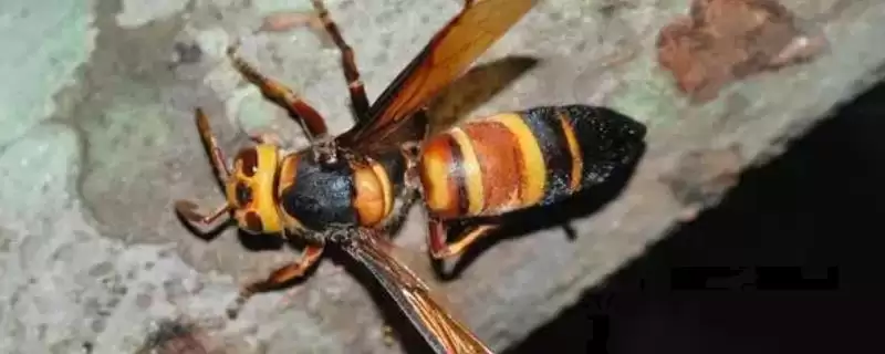 胡蜂的种类 ，金环胡蜂等常见种类有啥区别-会东网