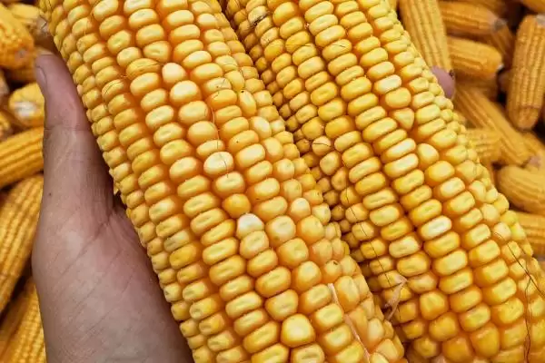 华农 138 玉米种子介绍 ，华农 138 玉米有啥独特种植优势插图1