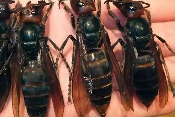 胡蜂的种类 ,金环胡蜂等常见种类有啥区别插图1 胡蜂的种类 ,金环胡蜂等常见种类有啥区别插图1