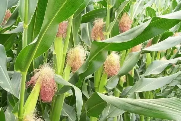 恒甜糯 6 号玉米种子特点 ，防涝抗旱及病虫防治咋操作插图2