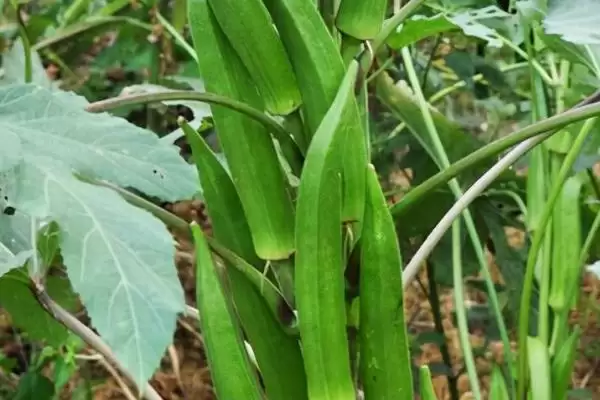 农村食用菌种植效益揭秘，香菇等品种成热门选择插图7